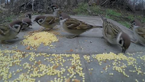 Field sparrow - decided to feast on food for parrots incredible footage