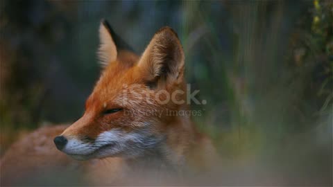 Fox in summer