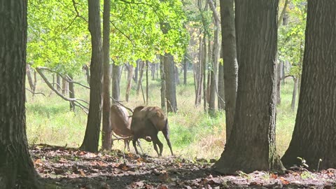 Unbelievable Elk Brawl Caught On Camera