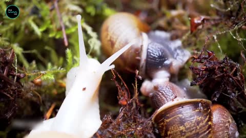 A Snail Can SLEEP FOR 3 Years At a Time, Which Is Weird!