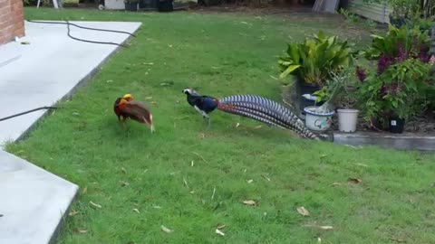 Lady Amherst & Golden Pheasent cocks fighting.