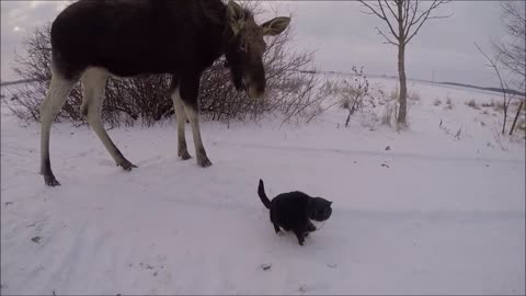 Emma The Moose Attempts To Befriend Hesitant Cats