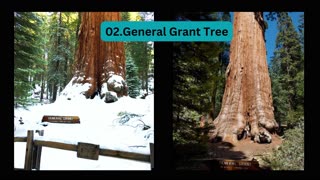 The top 5 World's Largest Trees by Volume