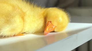 My Cute Sleeping Baby Duck Under The Sun