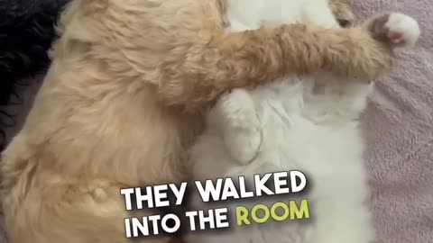 This cat and dog are best friends