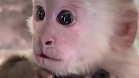 Cute. Monkey