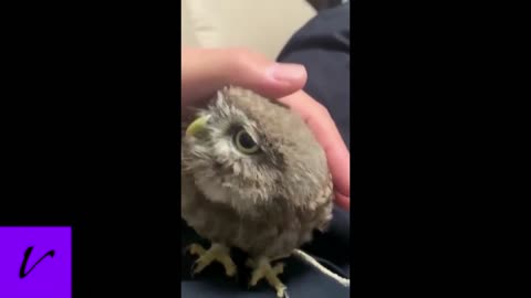 Cute Owl loves being petted.