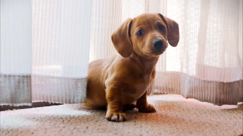 A Pet Dog Wondering On A Camera