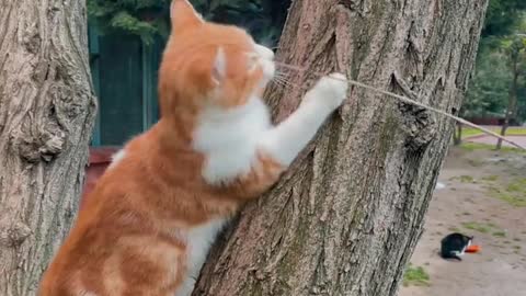 Cat Video || Funny Cat || Butifull Cat Video || Cute Cat