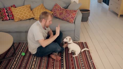 man coaching puppy jack russell terrier at home