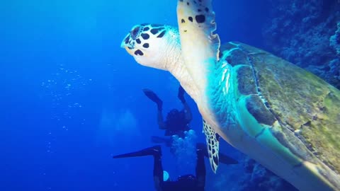 Bubble Diving Center Turtle Sea Safari follows