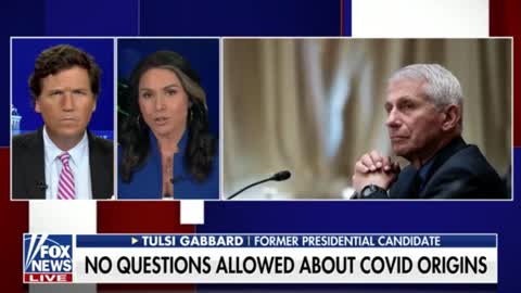 Tulsi Gabbard: "We can't deny the danger that [Fauci] has created for the American people."