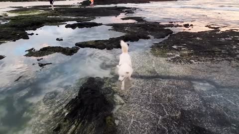 dog and snowman