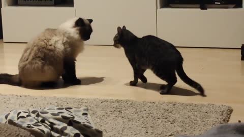 American Cat Vs Italian Cat... Brawl Simulation