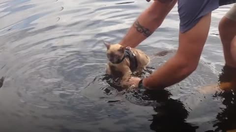 Cat Who Lives On A Boat Loves Visiting New Places - MISS RIGBY | The Dodo