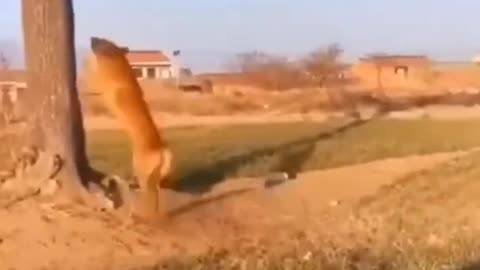 Dog 🐕 jumping