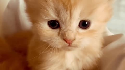 Beautiful Cat's Style 😺 #cat #cats #cute #cutecat #cutecats #pets #animals #catsbeauty #catlover