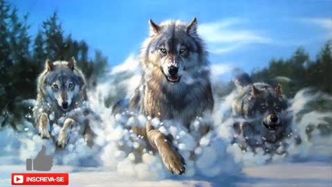 EFEITO DE SOM- lobos uivando (uivo de lobo)-SOUND EFFECT - howling wolves (wolf howl)