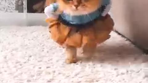 Cute cats and funy dogs vidios 2 #short