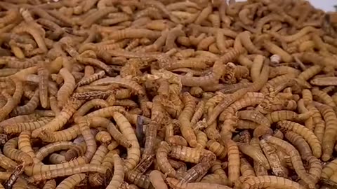 mealworms vs halloween pumpkin