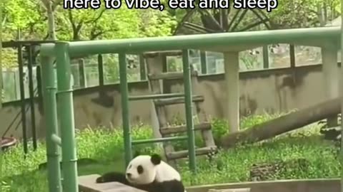 Be like 🐼 panda