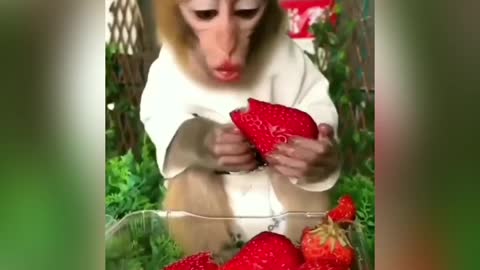 Loves strawberries very much