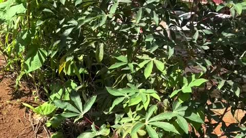 Cassava Plant and Indigenous History