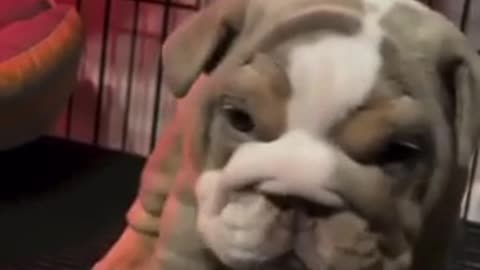 Cute dogs 🐶 trending video pet video