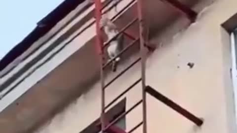 Cat climbing stairs