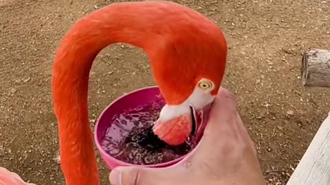 Flamingo snack time! 🦩