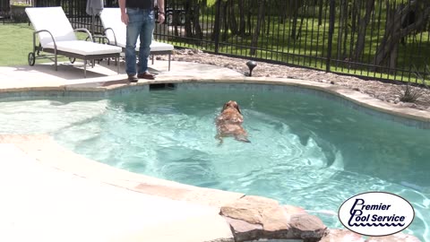 How Your Dog Effects Your Pool!