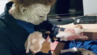 Michael Myers falls in love with a box of adorable Kittens