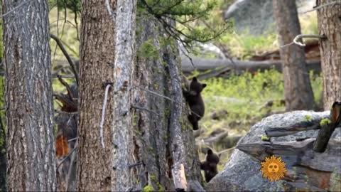 Cute baby bears you haven't seen