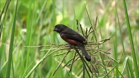 Brazil bird