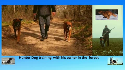 How to train your dog hunting