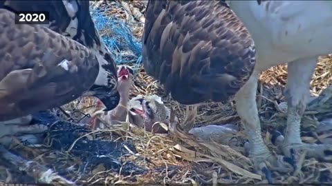 Osprey protecting her eggs from hail storm captures hearts ahead of Mother's Day