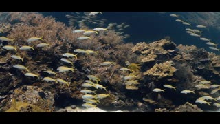 Diving ANDAMAN SEA - Thailand - Underwater Video