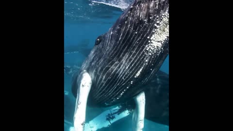 "Encountering Giants: The Majestic World of Humpback Whales"