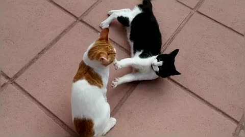 EPIC Cat Fight Compilation!