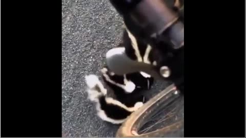 ADORABLE LITTLE STINKERS ENCOUNTER A CYCLIST
