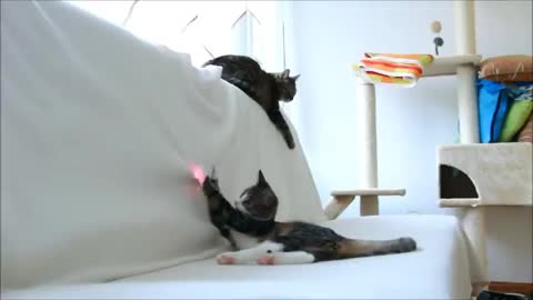 Kitten vs Laser