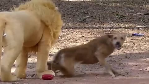 Troll Prank Dog Funny & fake Lion