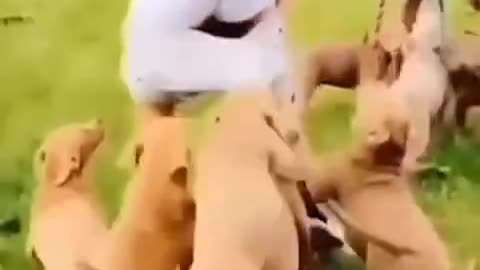 😂😂 Funny animal videos 😂🤣