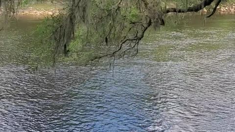 Suwannee River!