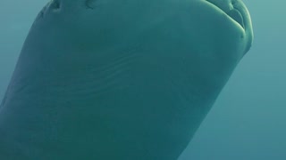 Diving With a Whale Shark