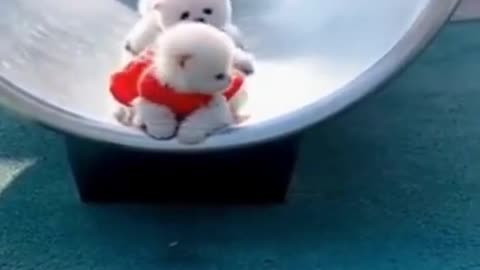 Cute puppies sliding video