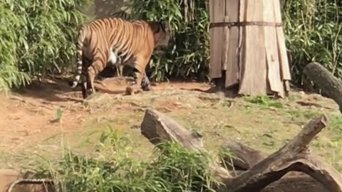 Aggressive tiger started exercising by roaming around in the zoo