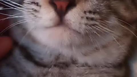 Cute Pet Domestic Shorthair Cat Chin Rubbing