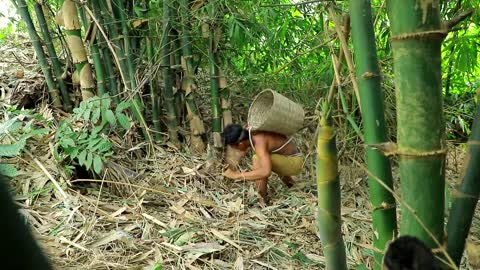 Survival In The Rainforest - BAMBOO SHOOTS - CUTE PARROT - BEES