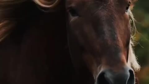 The Black Forest Coldblood Is An Endangered German Breed Of Light Draft Horses From Germany